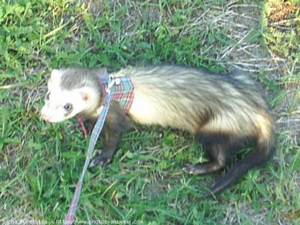 Photo de Furet