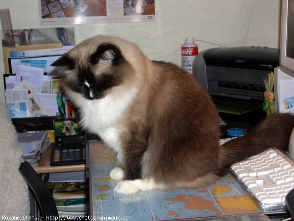 Photo de Ragdoll