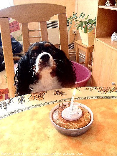 Photo de Cavalier king charles spaniel