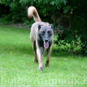 Photo de Berger belge malinois