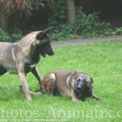 Photo de Berger belge malinois