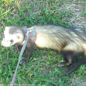 Photo de Furet