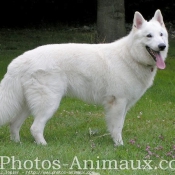 Photo de Berger blanc suisse