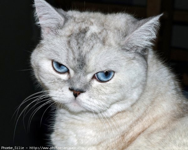 Photo d'Exotic shorthair