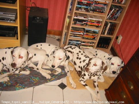 Photo de Dalmatien