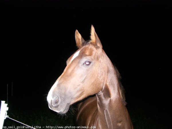 Photo de Quarter horse