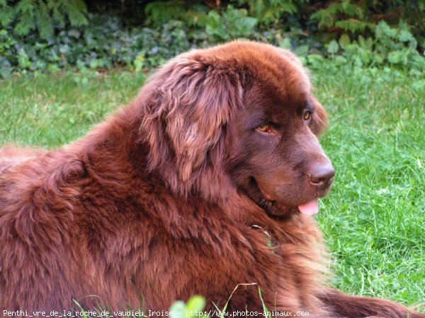 Photo de Chien de terre-neuve