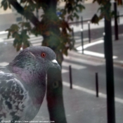 Photo de Pigeon