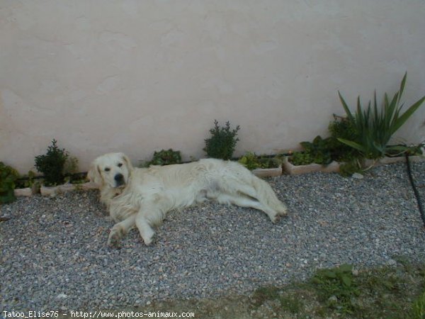 Photo de Golden retriever