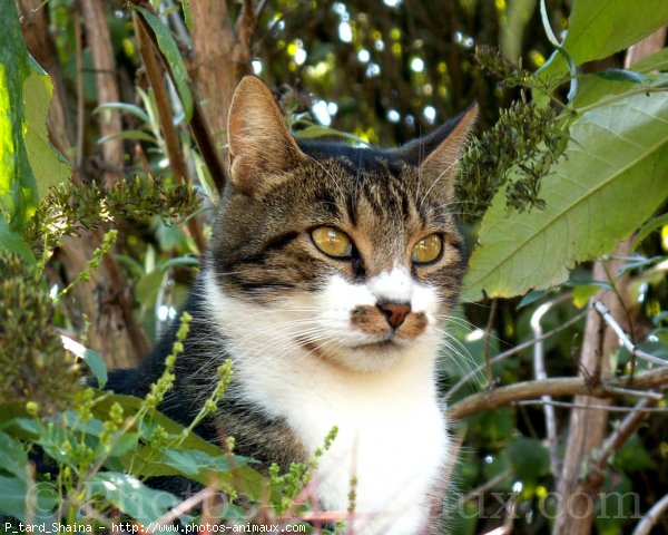 Photo de Chat domestique