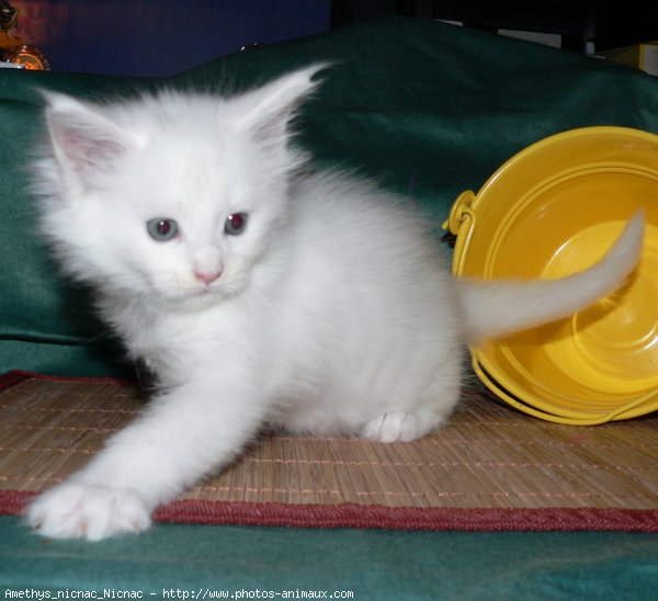 Photo de Maine coon