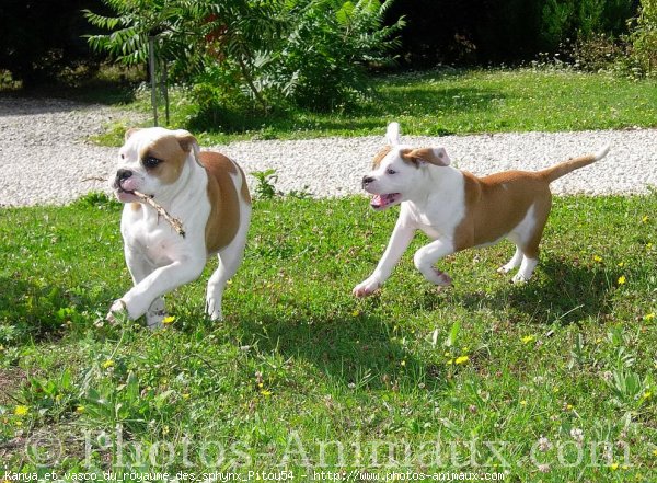 Photo de Bulldog americain