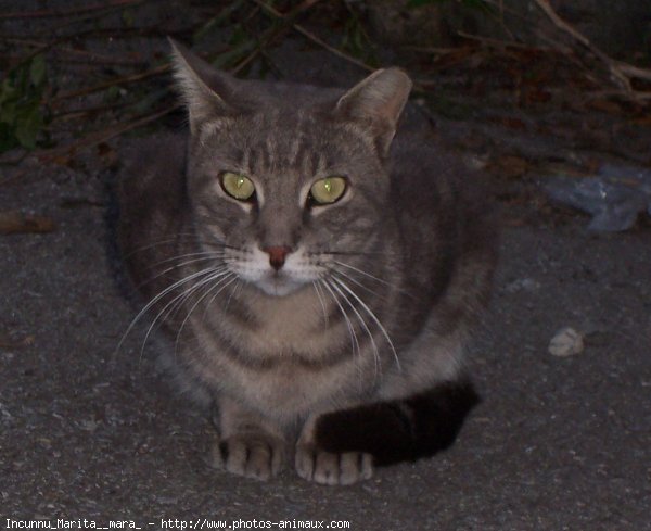 Photo de Chat domestique