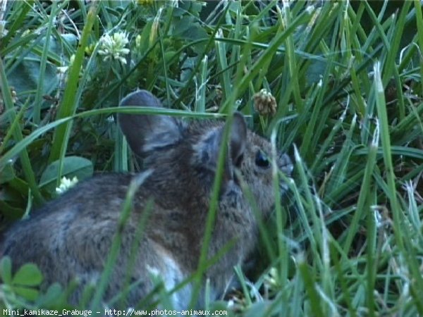 Photo de Souris