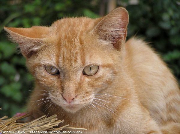 Photo de Chat domestique