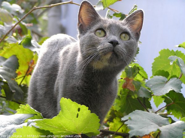 Photo de Chat domestique