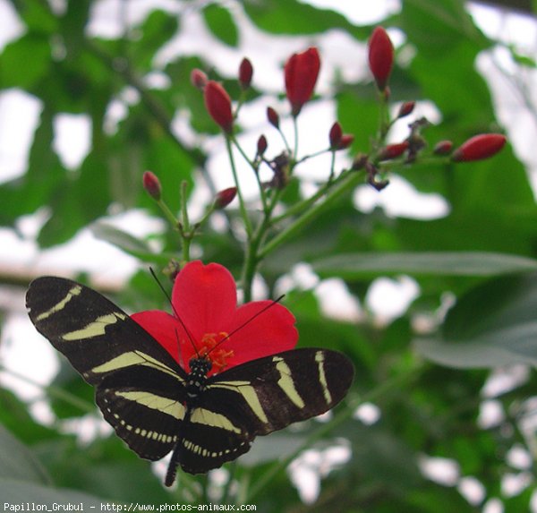 Photo de Papillon