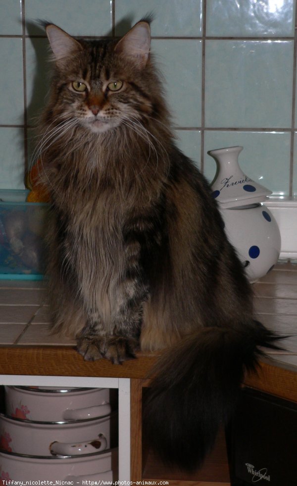 Photo de Maine coon