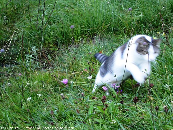 Photo de Chat domestique