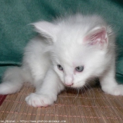 Photo de Maine coon