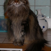 Photo de Maine coon