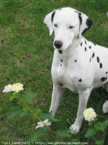 Photo de Dalmatien