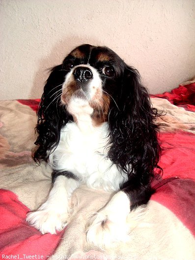 Photo de Cavalier king charles spaniel