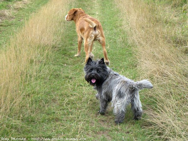 Photo de Cairn terrier