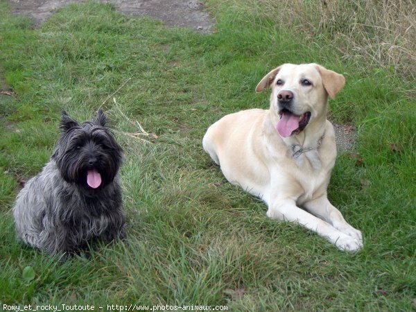 Photo de Races diffrentes