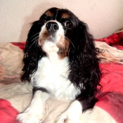 Photo de Cavalier king charles spaniel