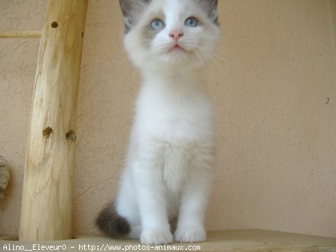 Photo de Ragdoll