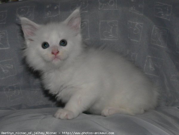 Photo de Maine coon