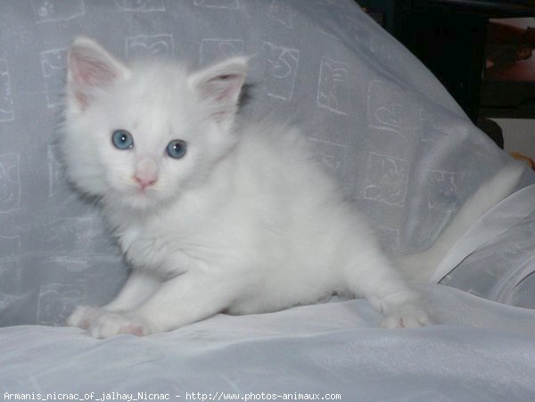 Photo De Maine Coon Armanis Nicnac Of Jalhay N Sur Photos Animaux Com