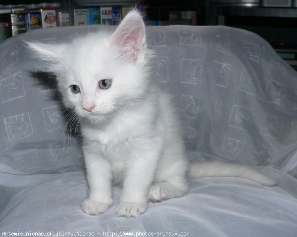 Photo de Maine coon