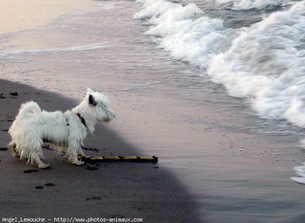 Photo de West highland white terrier