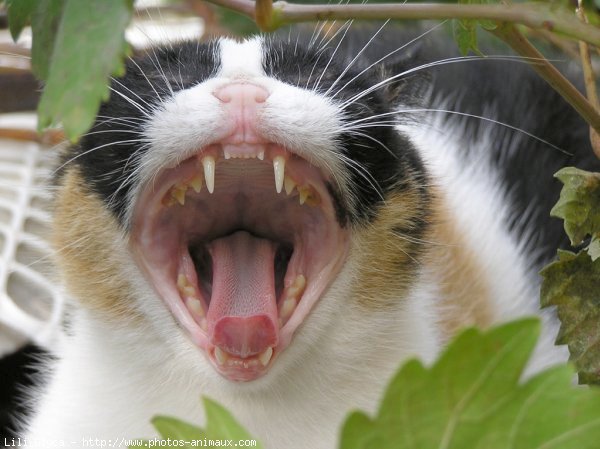 Photo de Chat domestique