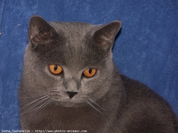 Photo de Chartreux