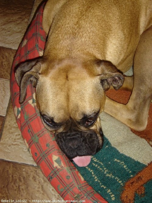 Photo de Boxer