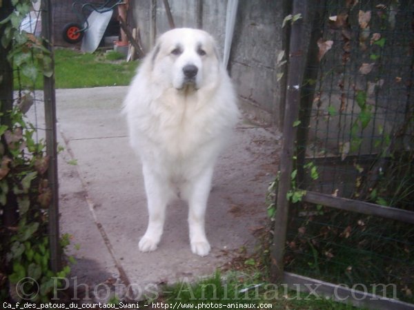 Photo de Chien de montagne des pyrnes