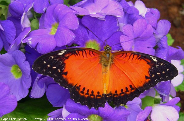 Photo de Papillon