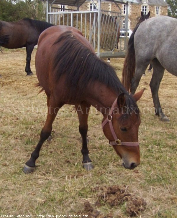 Photo de Races diffrentes