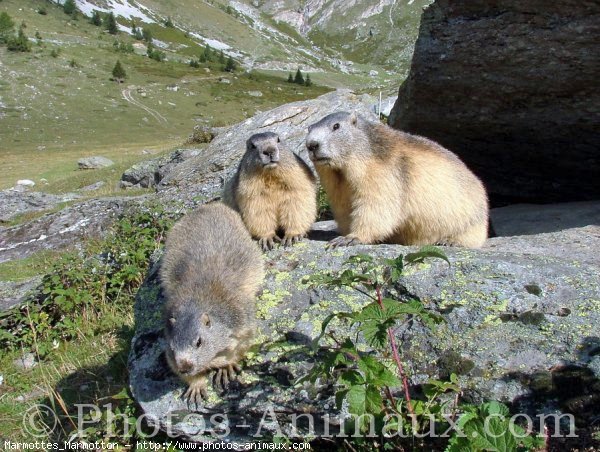 Photo de Marmotte