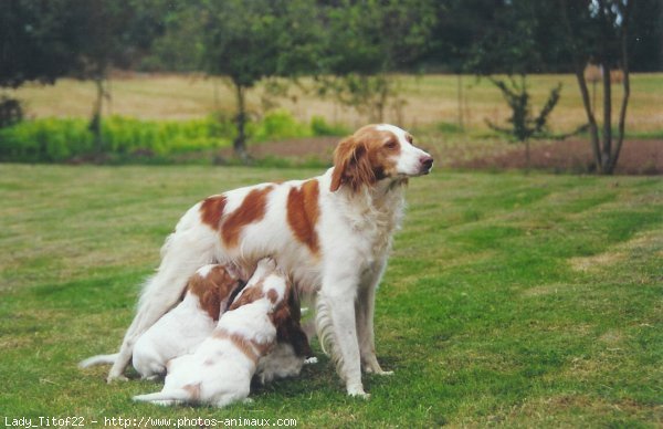 Photo d'Epagneul breton