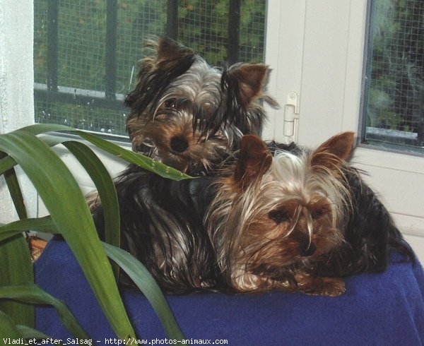 Photo de Yorkshire terrier