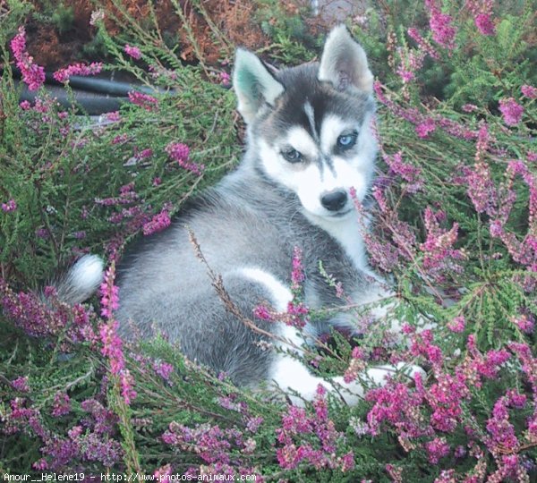 Photo de Husky siberien