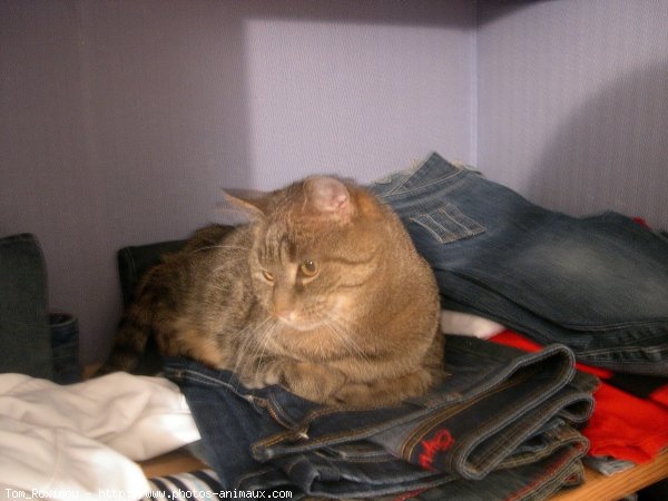 Photo de Chat domestique