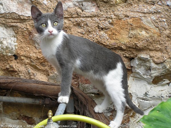 Photo de Chat domestique