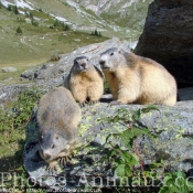 Photo de Marmotte