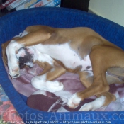 Photo de Boxer