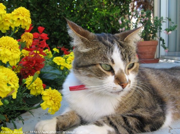 Photo de Chat domestique